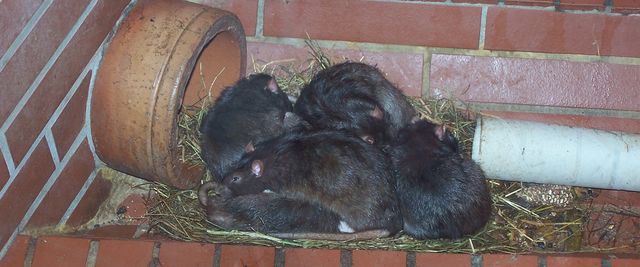 Bei sämtlichen Nagern (überwiegend Mäuse und Ratten) bieten wir Ihnen professionelle Hilfe an.