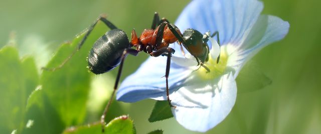Ameisen: Die Wegameise und die Pharaoameise sind die Ameisenarten die einen lästig werden können.