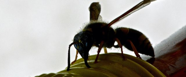 Wespen: Sie treten vom Frühjahr bis zum Herbst auf und sind für Menschen sehr unangenehm.